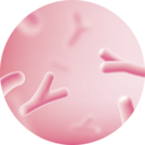 Bifida Ferment Lysate