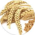 Saccharide Isometate